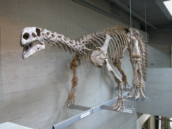 Plateosaurus