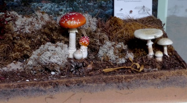 Pilz