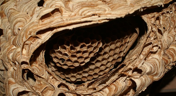 Entomologie